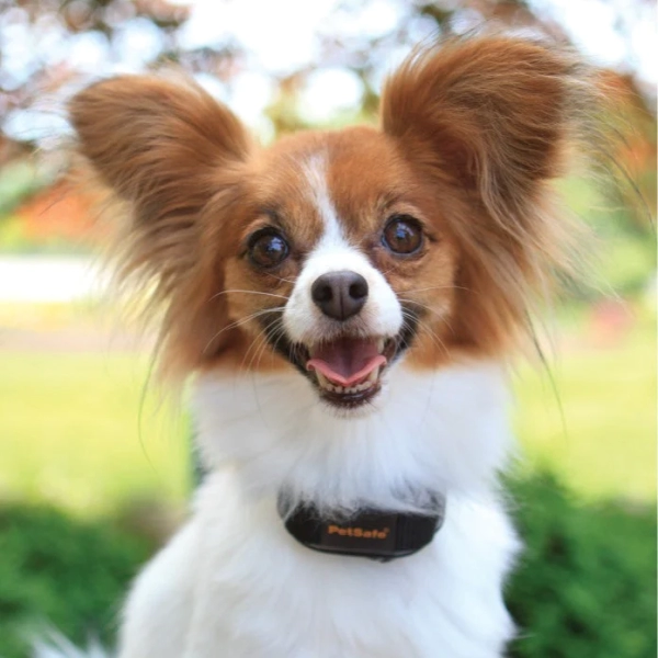 PetSafe - VBC-10 Vibration Bark Control Collar - Image 5