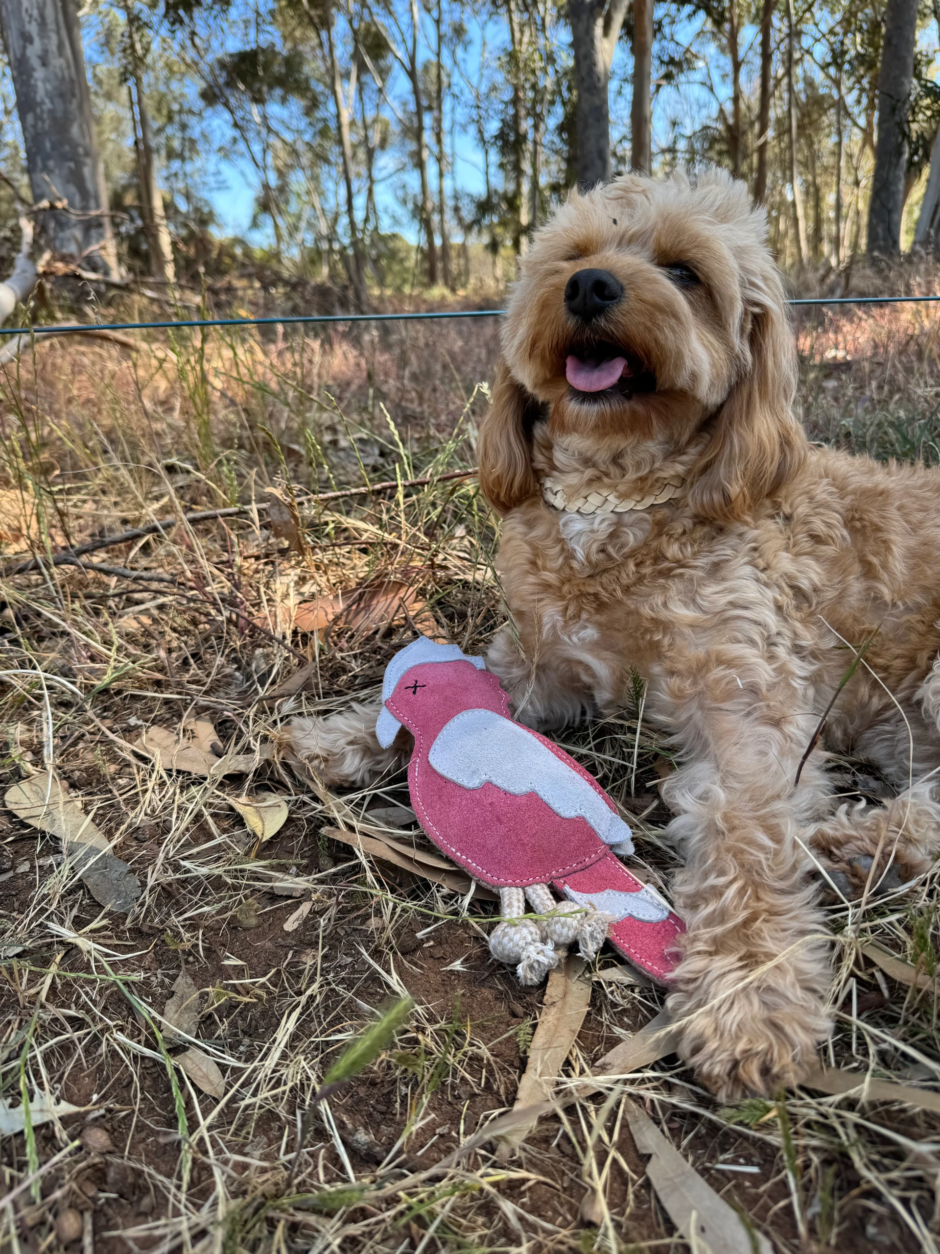 Georgie Paws - Gav the Galah - Image 3