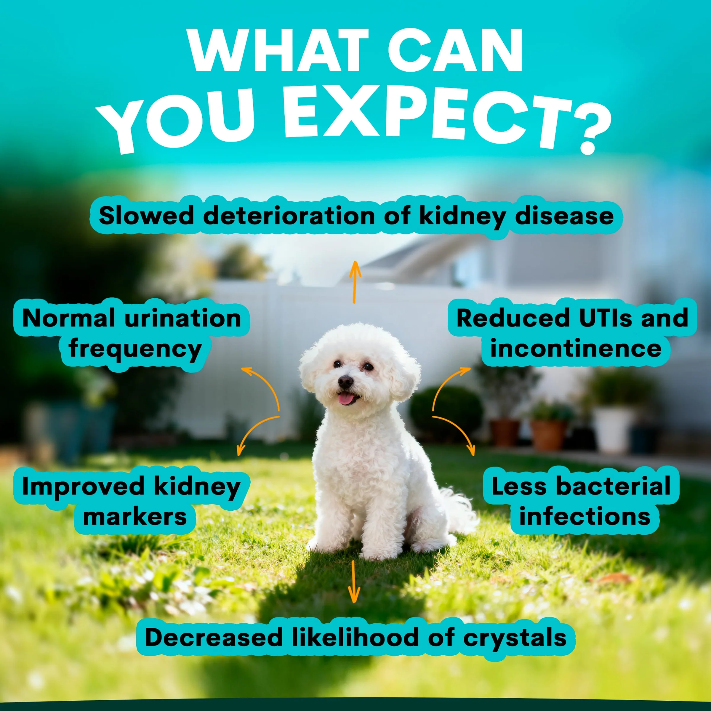 PetzPark - Urinary + Kidney - For Dogs - Image 6