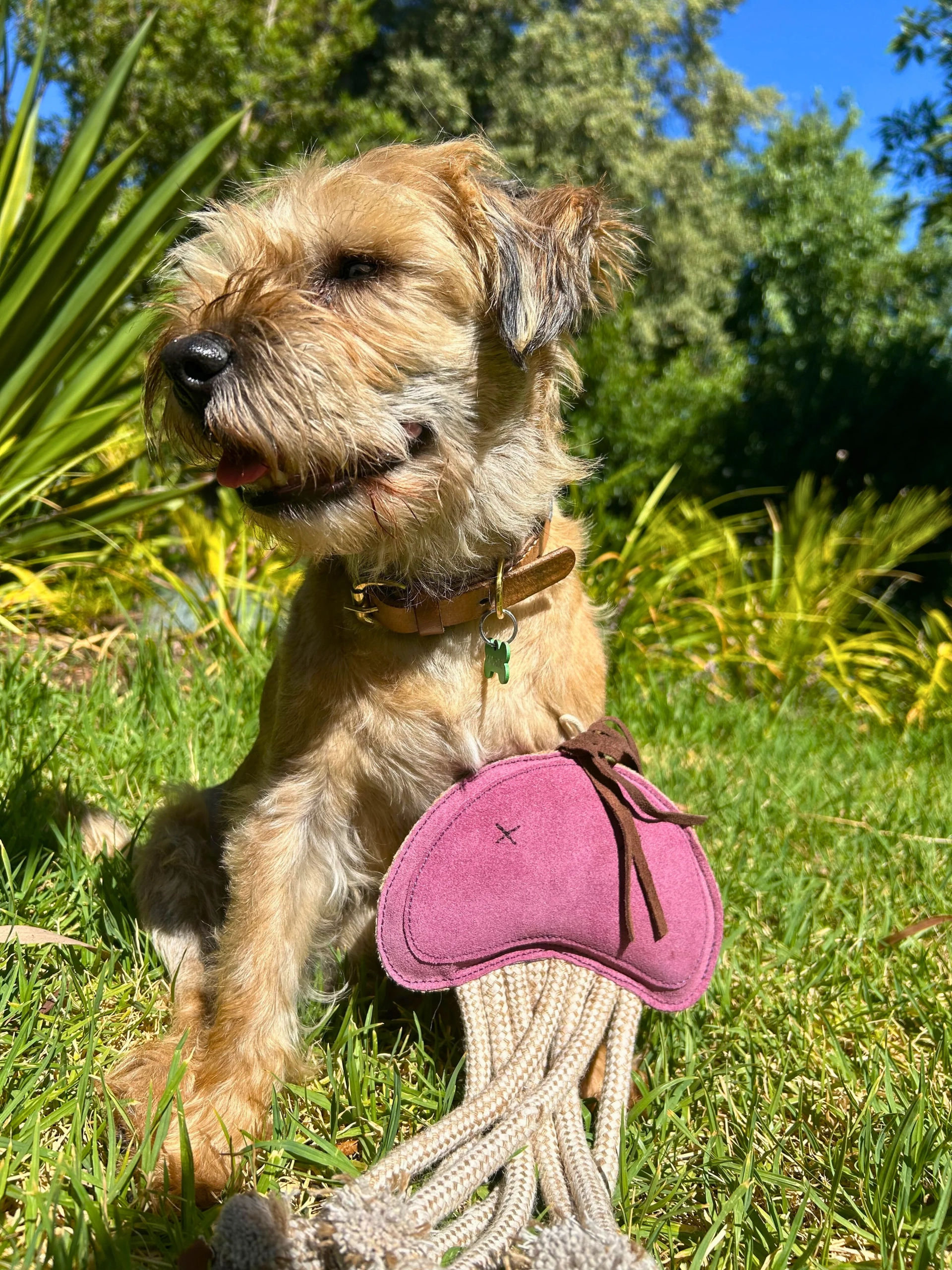 Georgie Paws - Joe Jellyfish - Image 3