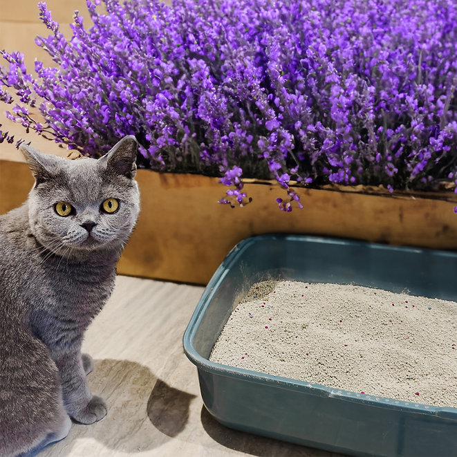 PooWee! - Lavender Clumping Litter - Image 7