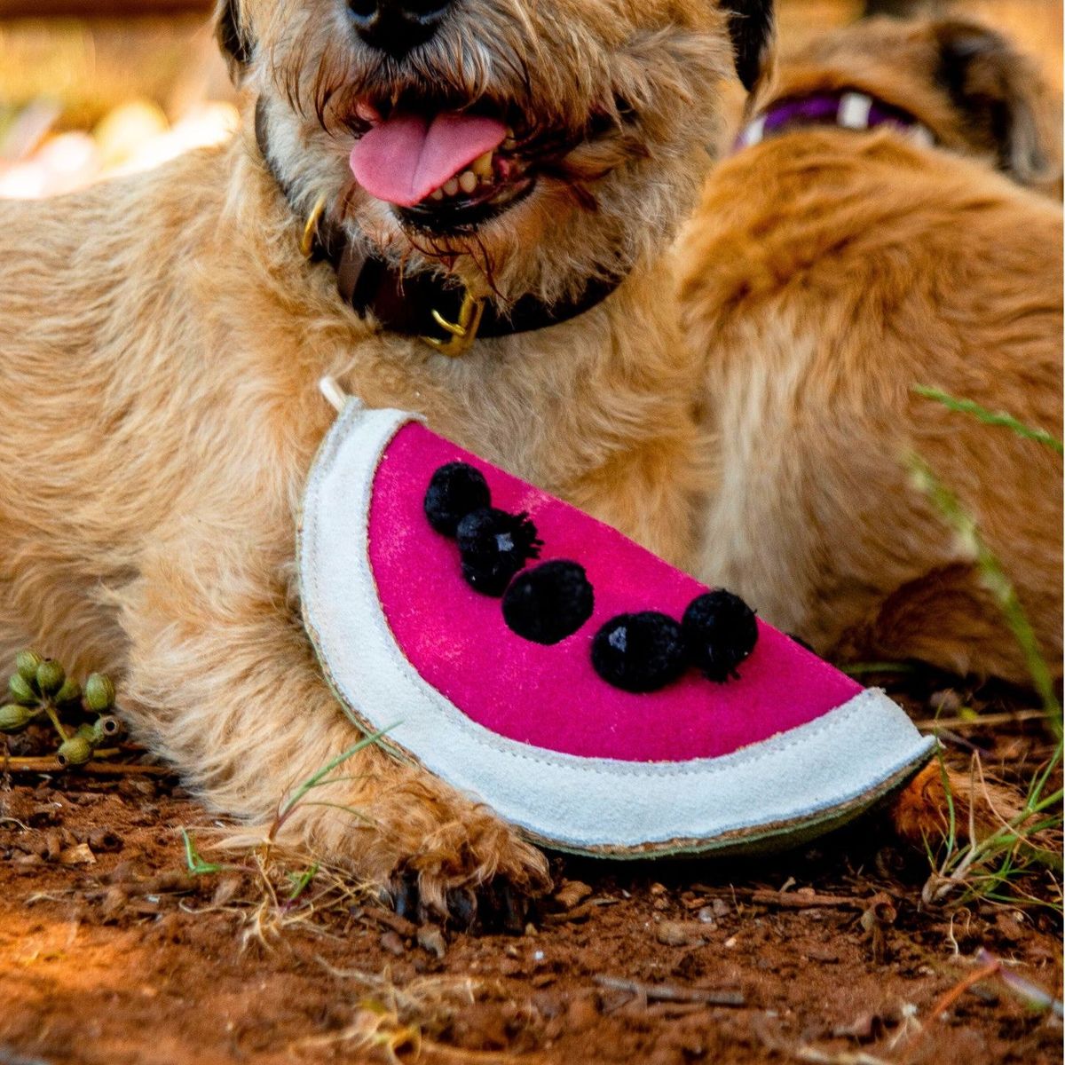 Georgie Paws - Wendy the Watermelon - Image 2