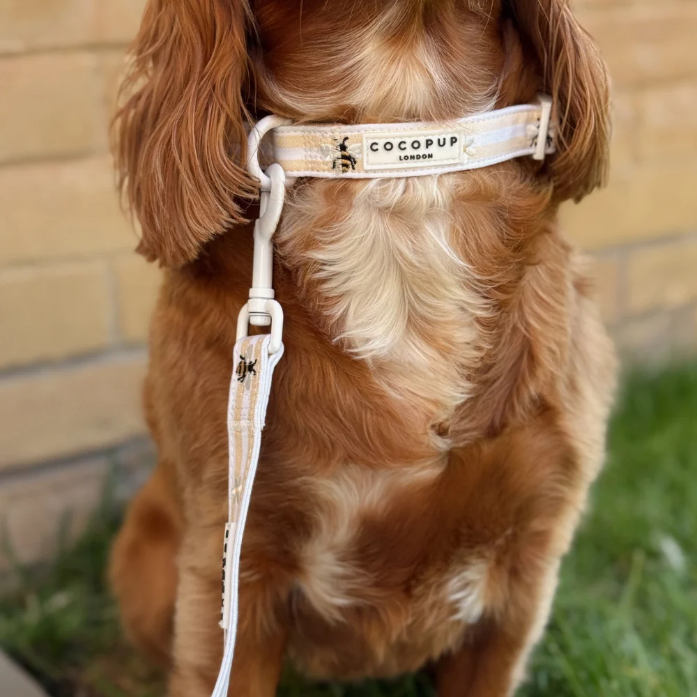 Cocopup London - Dog Collar - Honey Meadow - Image 2